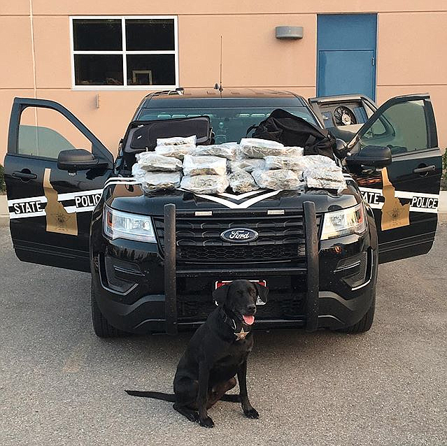 Photo courtesy of IDAHO STATE POLICE/ 
Drug detection K9 Ace poses with the 30 pounds of marijuana that he and his handler, Trooper Kevin Kessler, seized Wednesday afternoon.