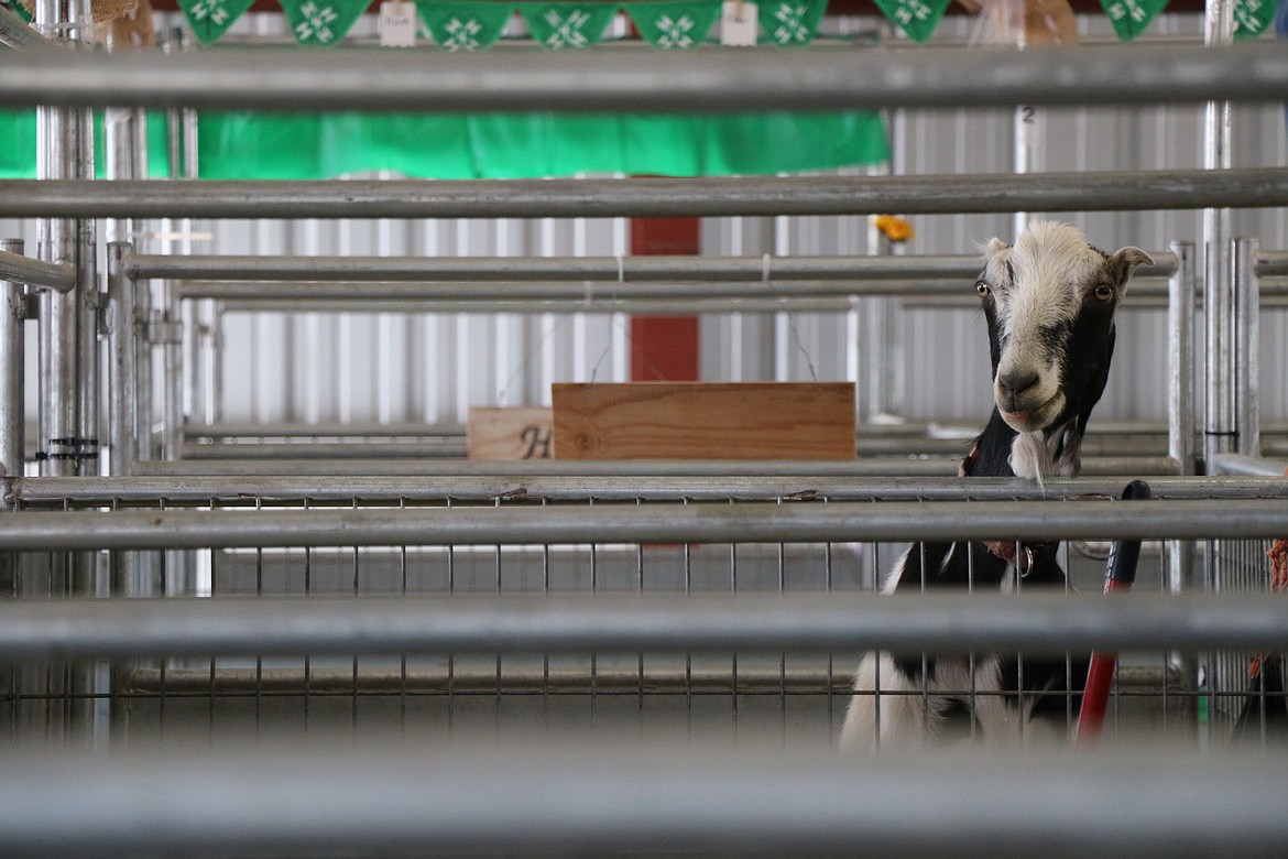 (Photo by CAROLINE LOBSINGER)A goat peers over its pen at the Bonner County Fair.