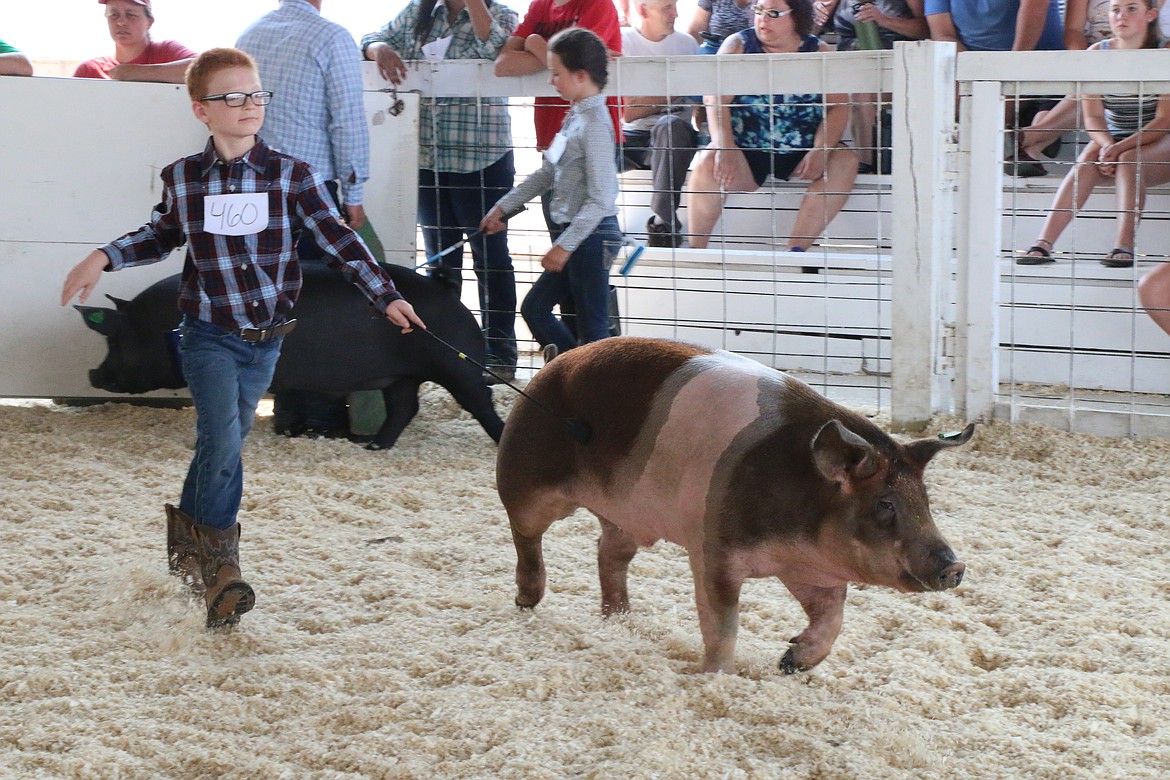 (Photo by CAROLINE LOBSINGER)A youngster shows a pig at the Bonner County Fair.