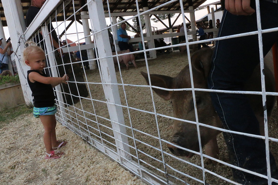 (Photo by CAROLINE LOBSINGER)Lettie Thomas watches as a pig walks by during a competition at the Bonner County Fair on Thursday.