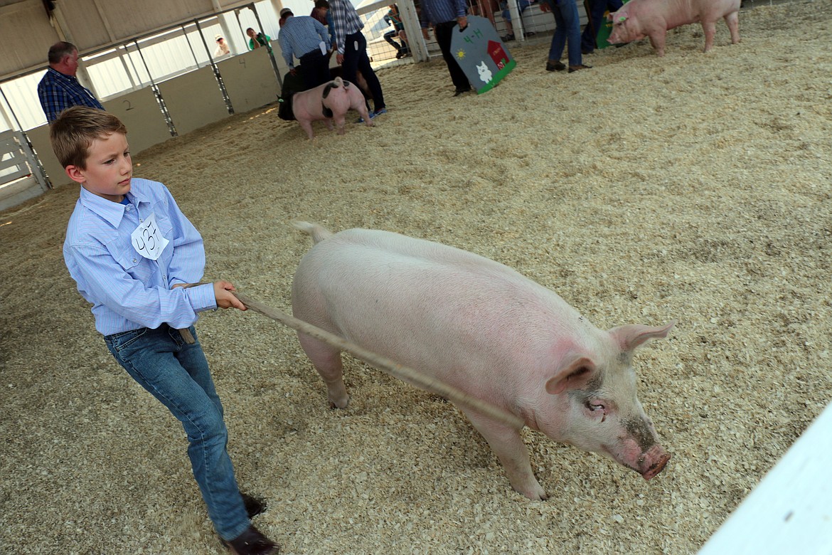 A youngster shows a pig during the Bonner County Fair.