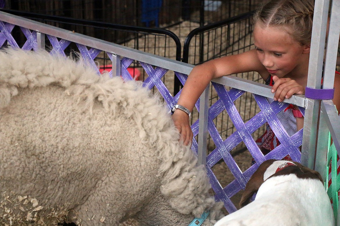 (Photo by CAROLINE LOBSINGER)A youngster reaches out to pet a sheep at the Cute as a Bug petting zoo at the Bonner County Fair on Thursday.