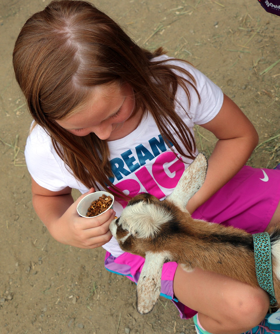 (Photo by CAROLINE LOBSINGER)A goat stretches out to try and get at the food at the Cute as a Bug petting zoo at the Bonner County Fair on Thursday.