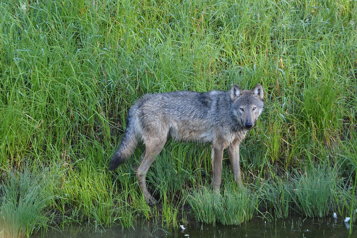 Photo by DON BARTLING
Wolves are legendary because of their spine-tingling howl, which they use to communicate. When a pack of wolves howl, it can be heard from 10 miles away.