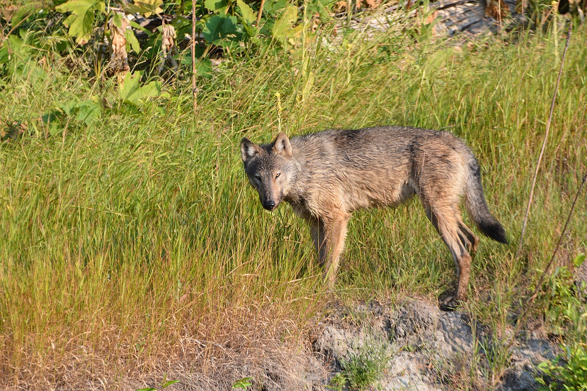 Photo by DON BARTLING
Wolves are the largest members of the dog family.