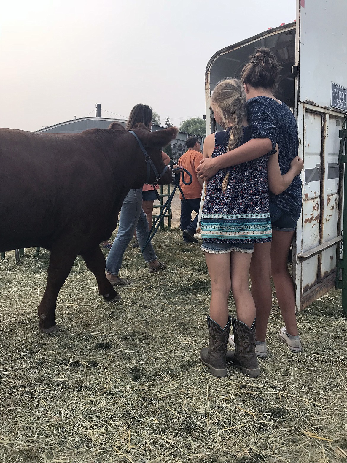 Ione Plummer, 10, and a fellow exhibitor console each other as the market beef are loaded into trailers to be taken to Vandevanter Meats on Aug. 19 at the Flathead County Fairgrounds. (Hilary Matheson/Daily Inter Lake)