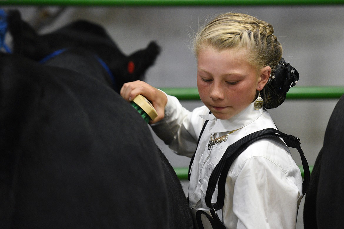 Ione Plummer brushes her steer before the beef showmanship and market judging. at the Northwest Montana Fair on Tuesday, Aug. 14. (Casey Kreider/Daily Inter Lake)