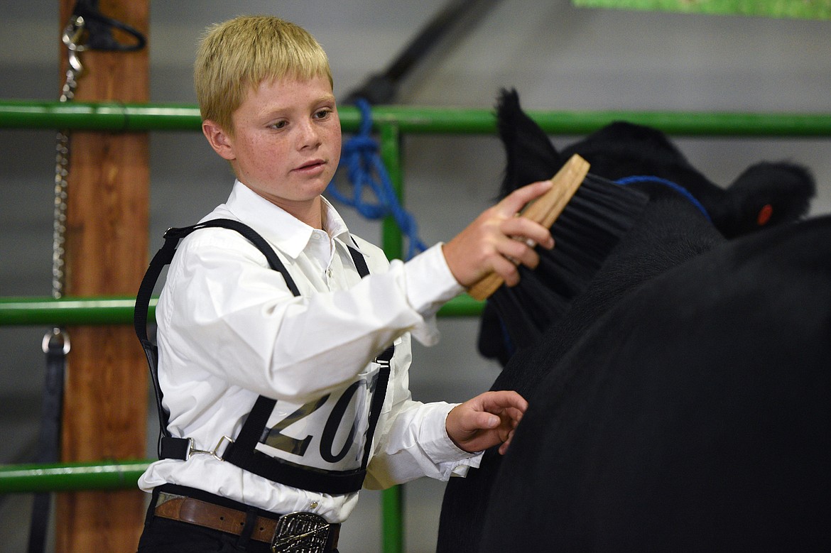 Sam Plummer brushes his steer before the beef showmanship and market judging at the Northwest Montana Fair on Tuesday, Aug. 14. (Casey Kreider/Daily Inter Lake)