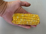 Ear ear! Fresh corn season is here again