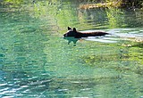 Rising Sun Campground in Glacier goes to hard-sided camping after bear rips into tent