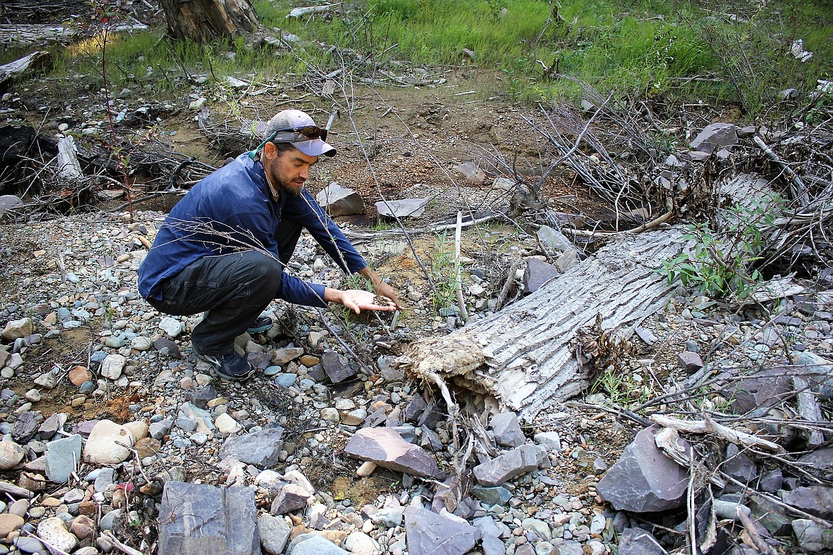 Trout Unlimited representative Rob Roberts shows sand and soil in an area treated on Cedar Creek to improve fish habitat which has resulted in seven times the number of cutthroat and other trout since last year.