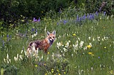 After rains, Waterton Lakes National Park reopens