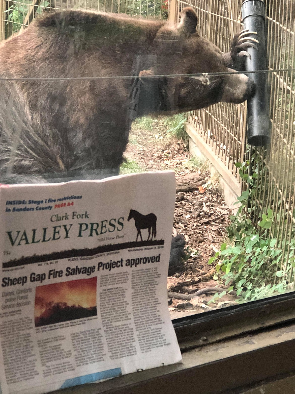 A GRIZZLY gets the last of his lunch before a quick read of the Valley Press at the Calgary Zoo in Canada.