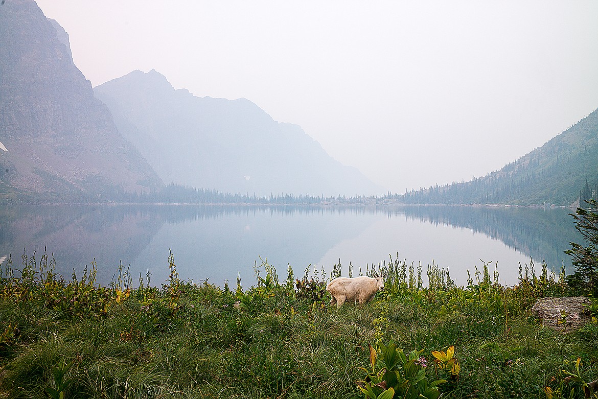 A goat lurks outside of camp in the morning.