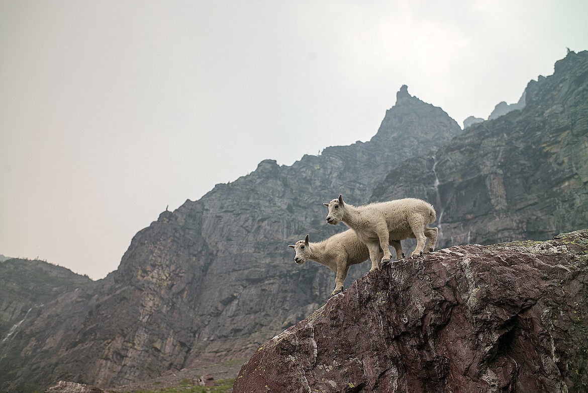 Twin kids survey  from a rock on the Gunsight Pass Trail.