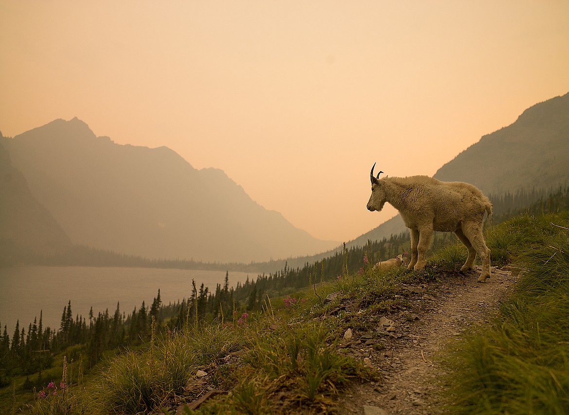 Shrouded in smoke, mountain goats look over Lake Ellen Wilson from the Gunsight Pass Trail. (Chris Peterson photo)