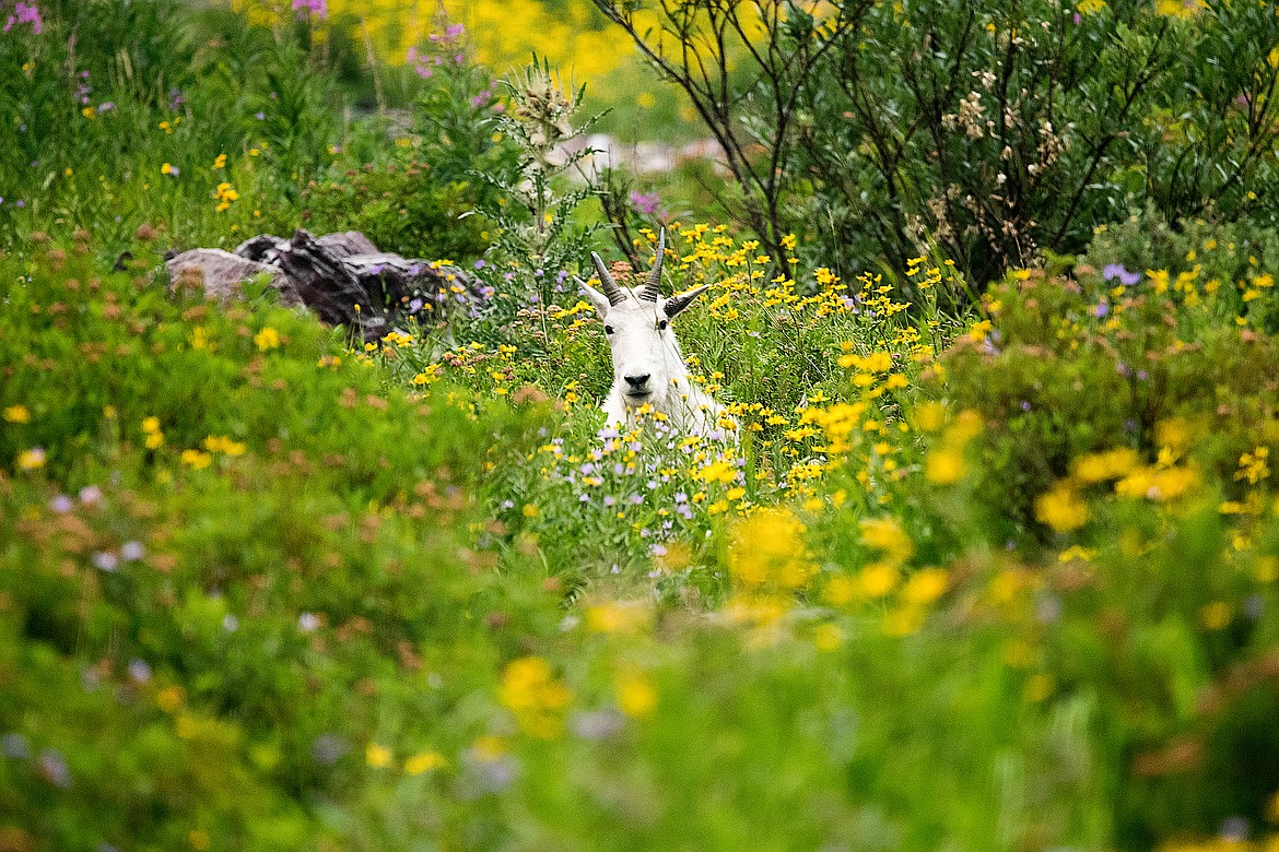 A young billy in a sea of flowers above camp.