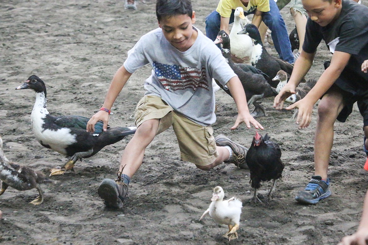 Photo by MANDI BATEMAN
So many poultry to choose from!