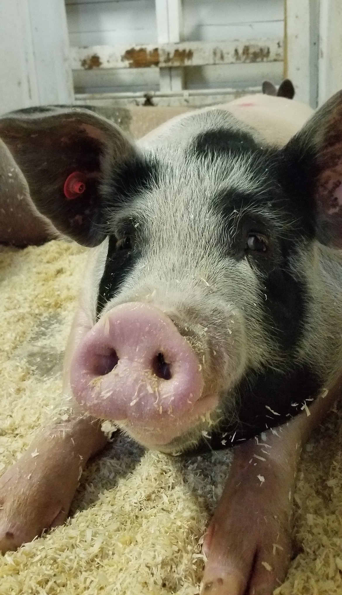 Photo by MANDI BATEMAN
Swine bedded down in clean shavings, like the rest of the animals during the Boundary County Fair.