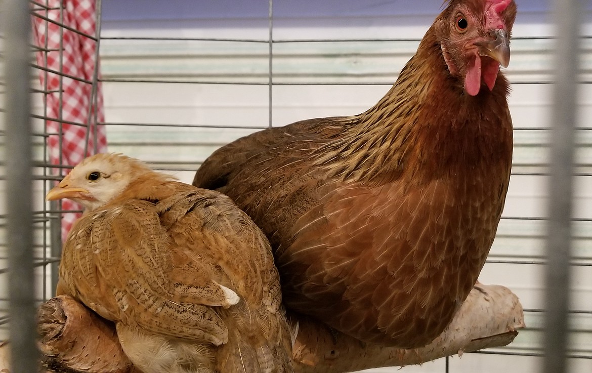 Photo by MANDI BATEMAN
The Poultry Barn showcased many fine birds.