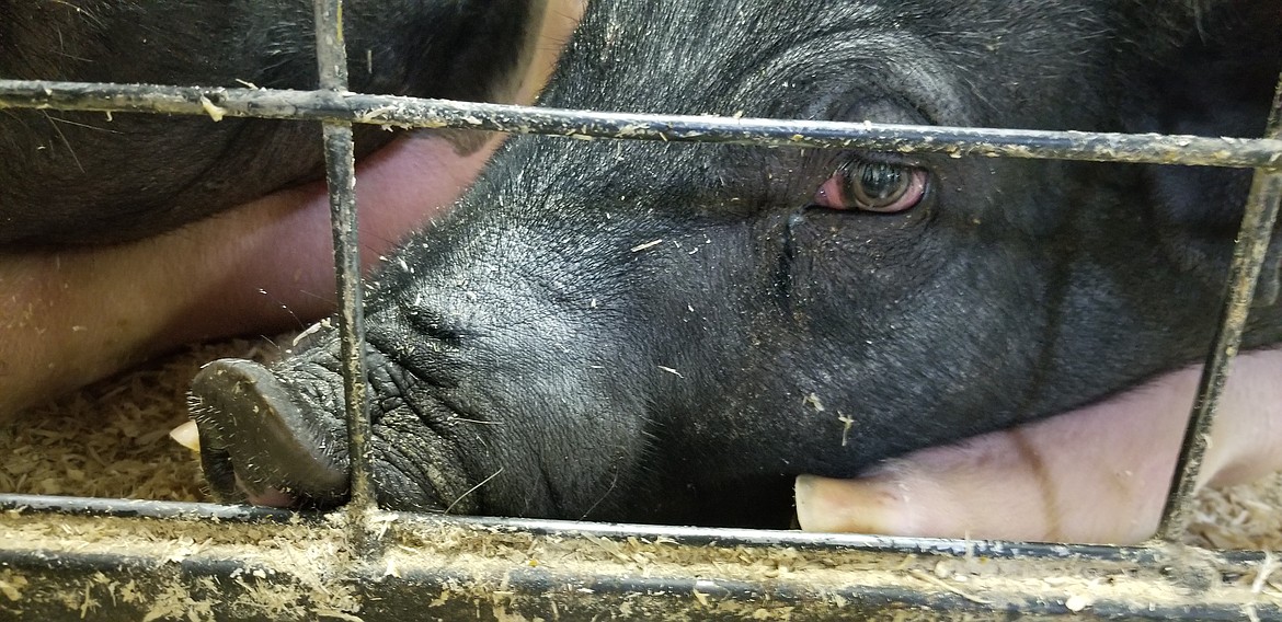 Photo by MANDI BATEMAN
There were many healthy, well cared for animals entered in the 2018 Boundary County Fair.