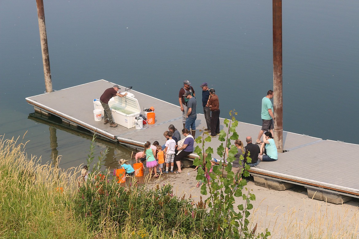 Photo by MANDI BATEMAN
The baby Burbot were released into the shallow waters of the boat launch under the watchful eyes of the crew.