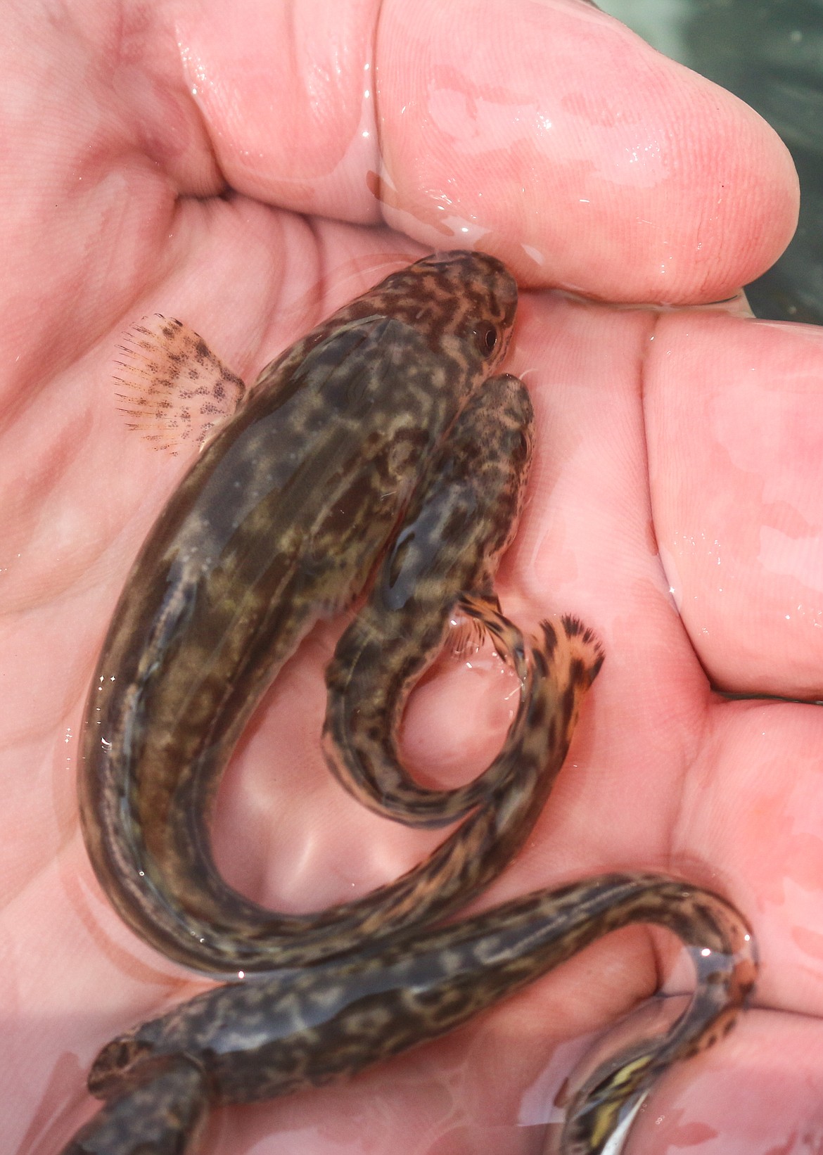 Photo by MANDI BATEMAN
Six month old Burbot, a freshwater cod, are raised and released by the Kootenai Tribe.