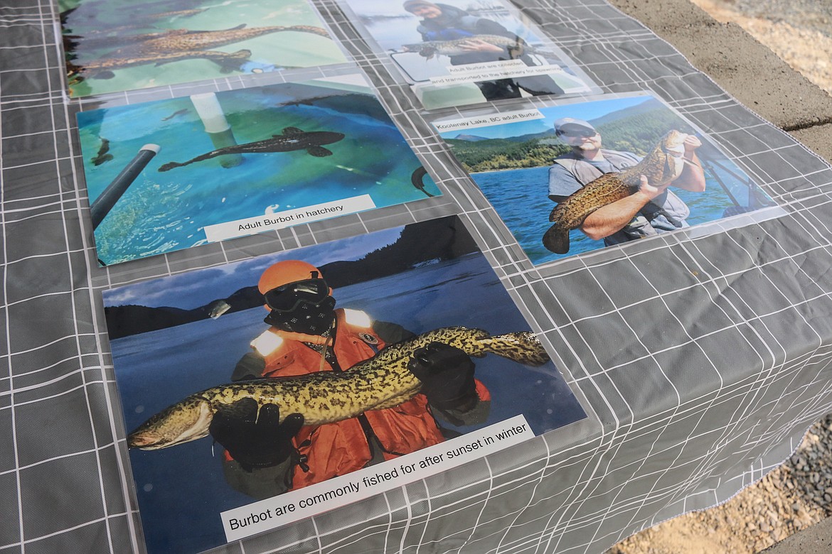 Photo by MANDI BATEMAN
Part of the display booth set up, showing adult Burbot.