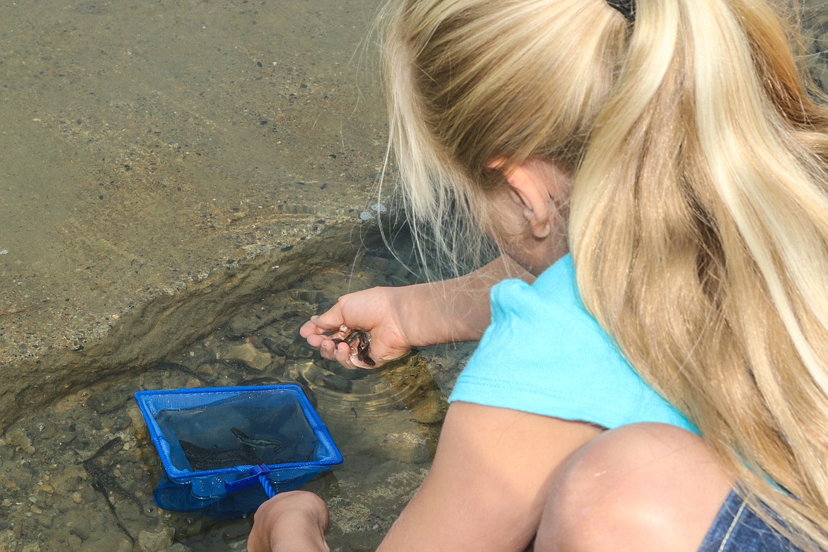 Photo by MANDI BATEMAN
Ten year old Paige Sartell carefully releases baby Burbot into the Kootenai River.