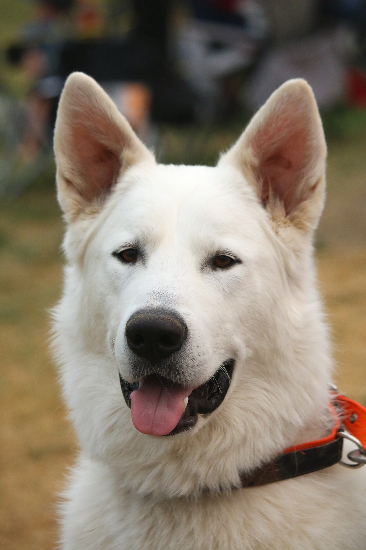 Photo by MANDI BATEMAN
Badger, the one year old German Shepherd/Malamute, enjoys coming to the soccer games.