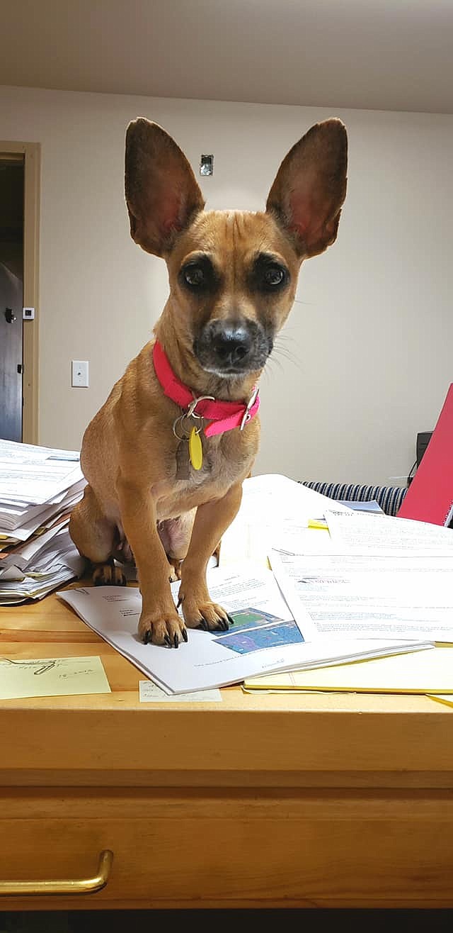 Chris Morse&#146;s dog, GiGi, sits on his desk. (Courtesy photo)