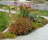 What will be blooming in autumn?