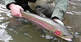 Poor steelhead returns will likely impact small towns that bank on anglers