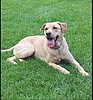 Somebody shot, killed pet Sophie