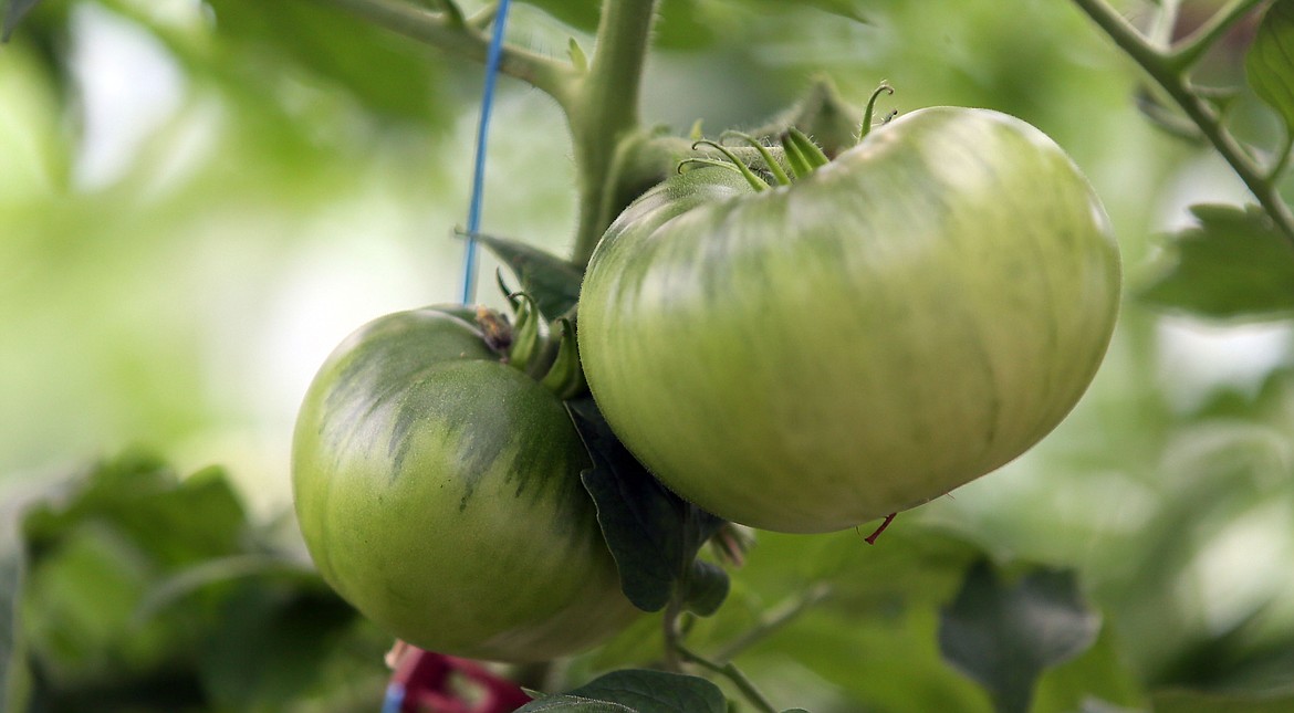 (Photo by JUDD WILSON/Hagadone News Network)
Since beginning Deerfield Farms 11 years ago, the Petrinas have expanded to include 30 varieties of tomatoes.