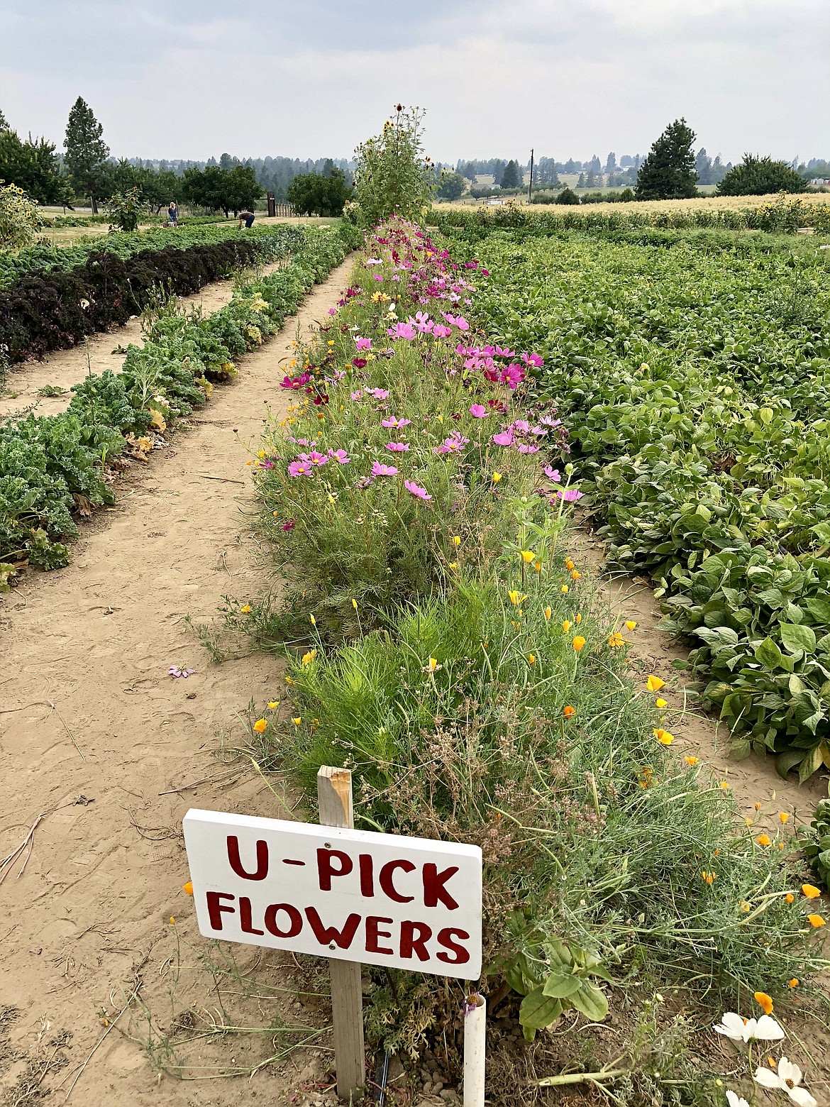 A row of &#147;U-Pick Flowers&#148; adds some color to rows of green plants at Green Bluff.