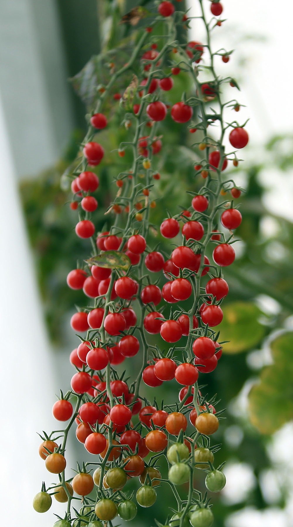 Currant tomatoes hang aloft in the Deerfield Farms greenhouse in Sagle. (JUDD WILSON/Press)
