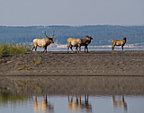 CRITTERS OF NORTH IDAHO: The Rocky Mountain Elk