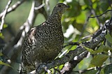 Spruce Grouse: The gentle chicken of the forest