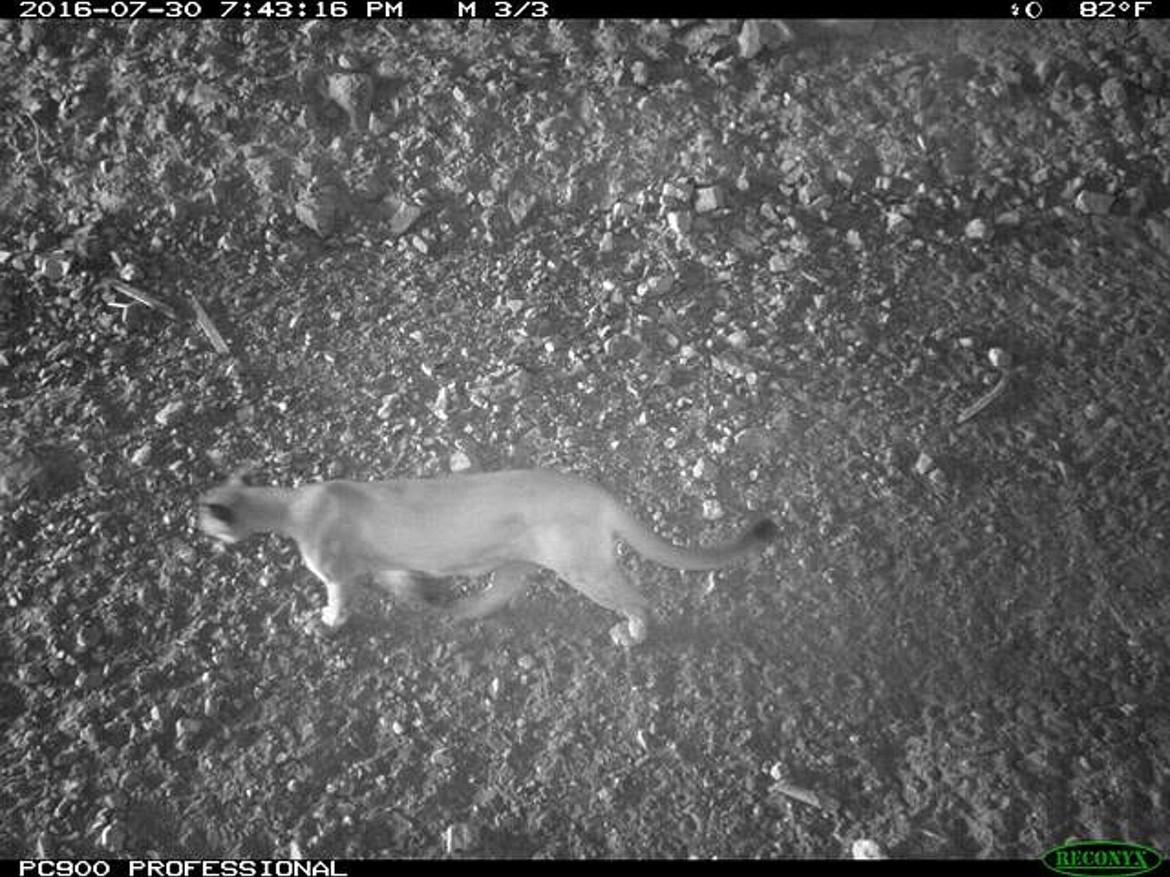 (Photo courtesy IDAHO FISH AND GAME)
A cougar was photographed on an Idaho Fish and Game game camera as it used one of the state&#146;s wildlife tunnels under U.S. 95 in the Idaho Panhandle.