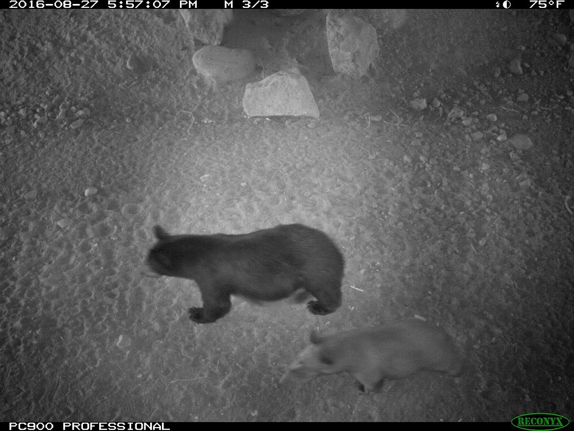 (Photo courtesy IDAHO FISH AND GAME)
A bear with a cub uses a wildlife crossing tunnel in North Idaho.