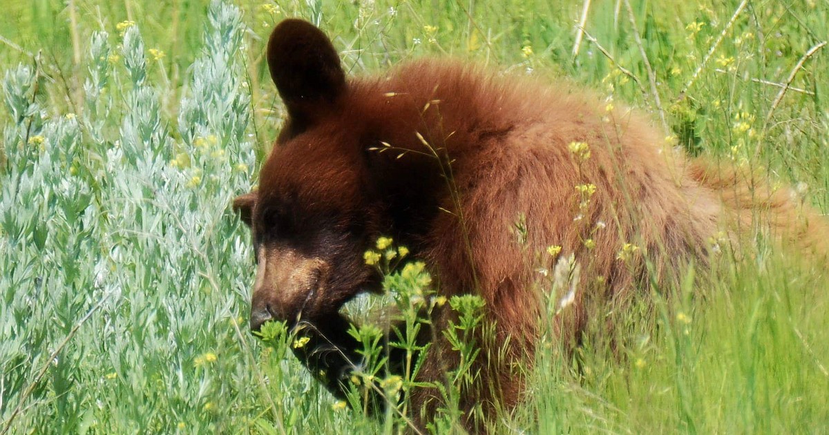 Safe practices for picking huckleberries in bear country Bonners