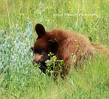 Help keep Idaho wild