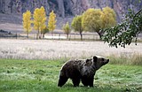Federal judge stops grizzly hunt, for now