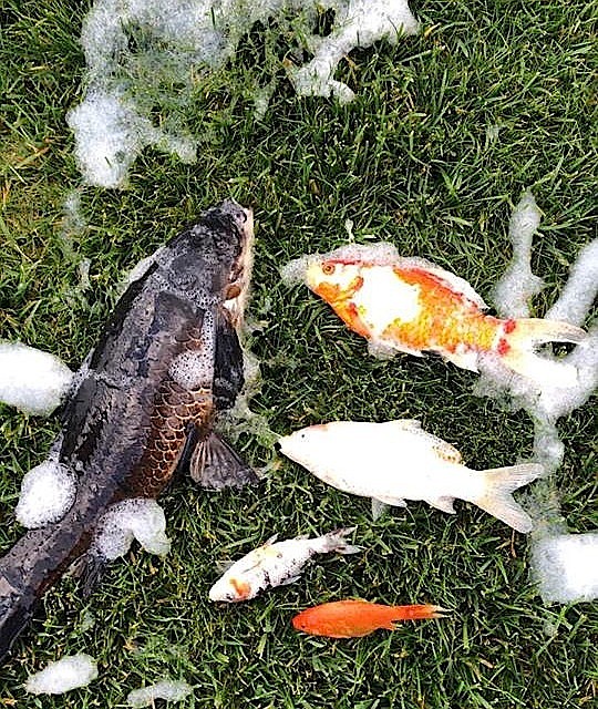 These fish died after laundry pods were tossed into a pond in the front yard of a Post Falls home Saturday night. Two ponds in the Fieldstone subdivision were targeted. (Courtesy photo)