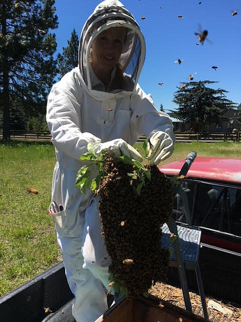 Beekeeper Raini Cherry holds a bee swarm she caught from an apple tree on property in the Cougar Gulch area.
