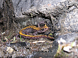 CRITTERS OF NORTH IDAHO: Coeur d'Alene Salamander