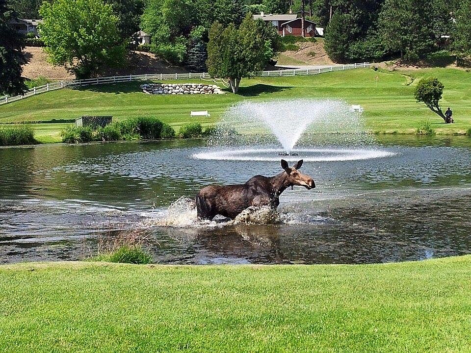 Courtesy photo
Many Ponderosa Springs golfers have been in this pond, too!