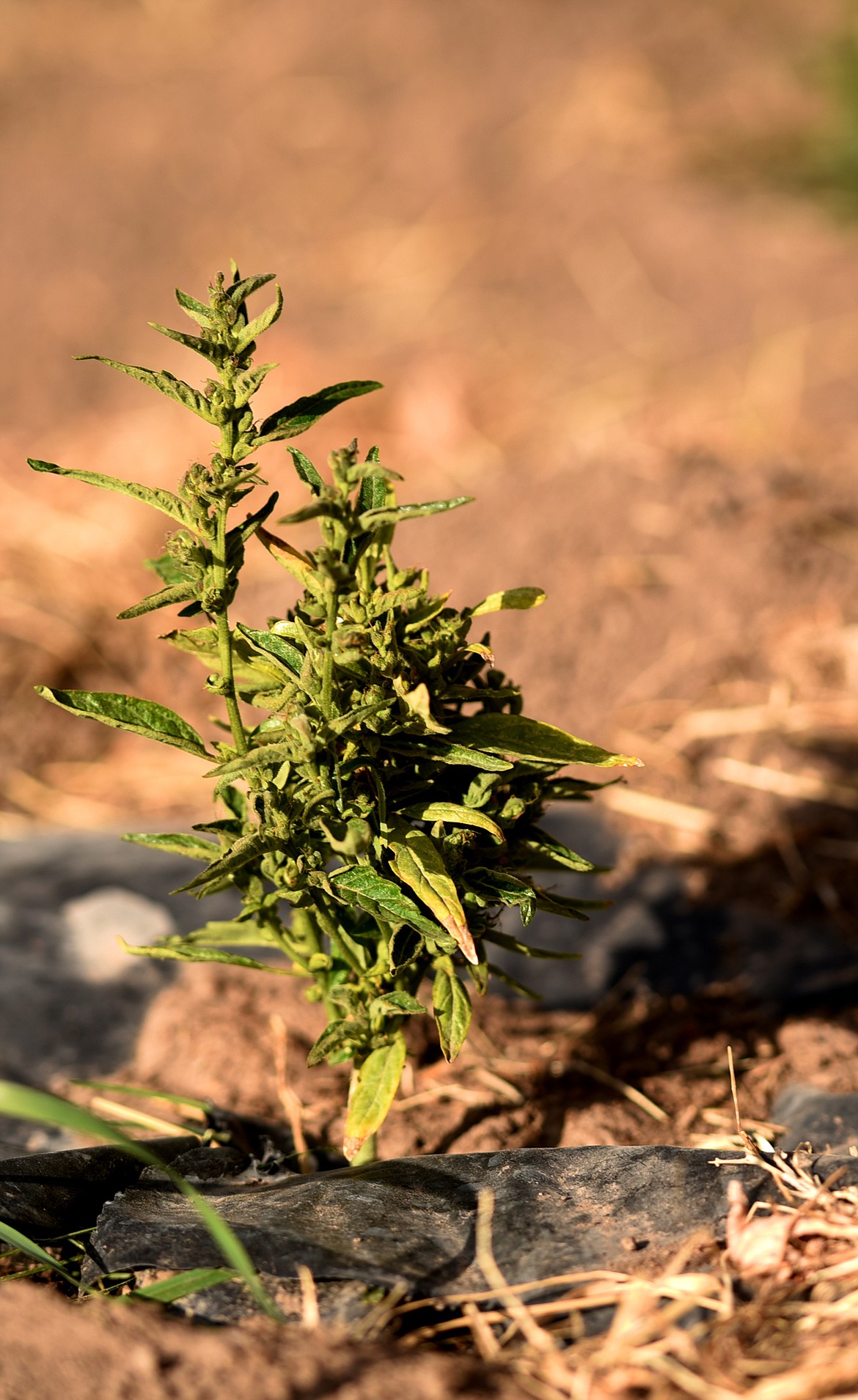 Hemp plant grown by Joe Arnone east of Kalispell. The plants are small this year, partly because they planted late. Arnone says this year is a learning year for him and his family.(Brenda Ahearn/Daily Inter Lake)