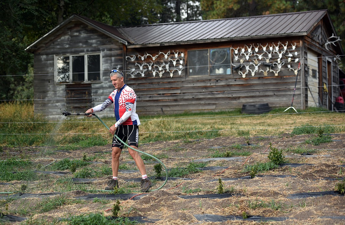 Joe Arnone waters hemp plants at his parents farm near Lake Blaine.